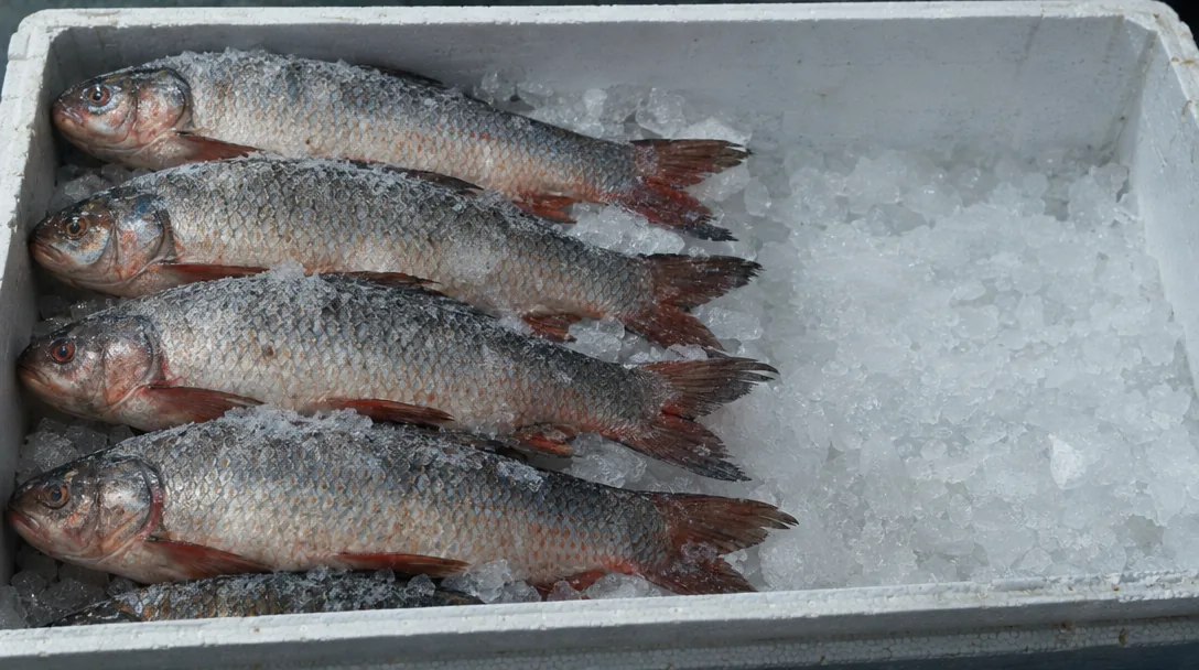 Whole frozen rohu carp laid on crushed ice in a fish box