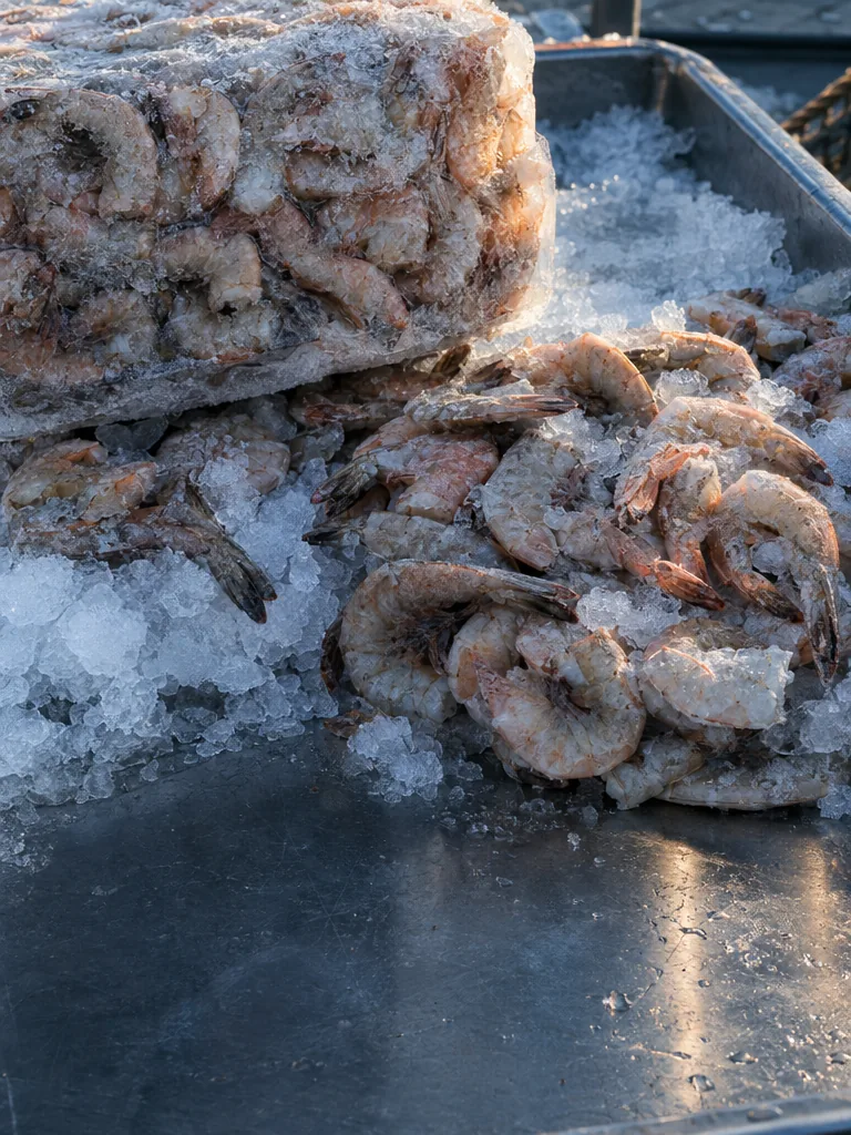 Frozen shell-on shrimps in a block and loose on ice